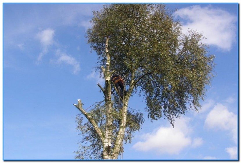 Vervanging van een zieke boom